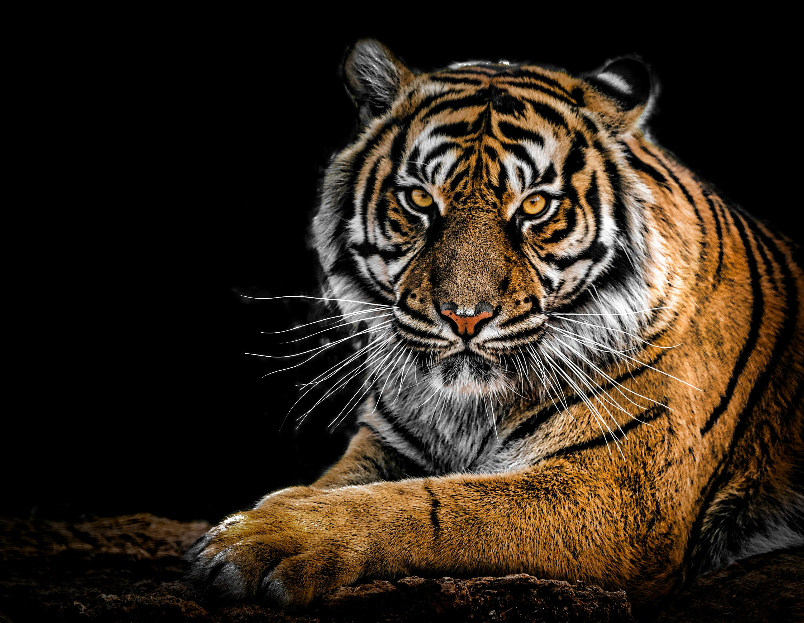Want a Tiger Skin Rug?